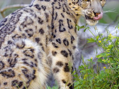 Irbis Snow-leopard Animal Predator Protruding-tongue Big-cat