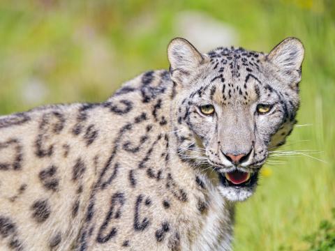 Irbis Snow-leopard Glance Animal Roar