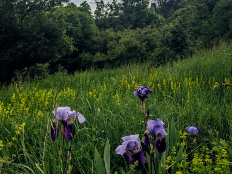 Irises Flowers Plants Grass Field