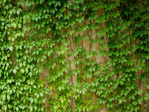 Ivy Leaves Macro Green