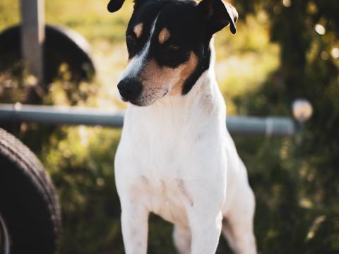 Jack-russell-terrier Dog-like-mammal Animal Pet Cute