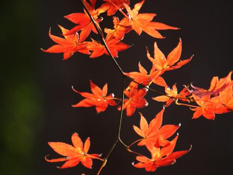 Japanese-maple Branch Leaves Red Macro