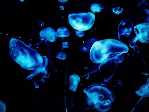 Jellyfish Blue Glow Underwater Dark