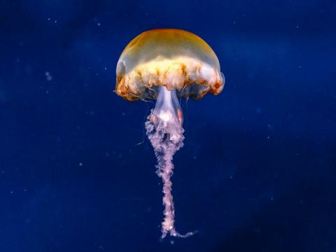 Jellyfish Brown Underwater Sea Depth