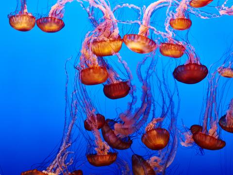 Jellyfish Underwater Water Blue
