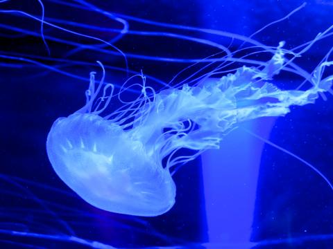 Jellyfish Water Underwater Blue
