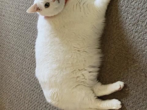King-duncan Fat-cat Cat Bow Bandage Cute