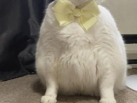 King-duncan Fat-cat Cat Bow Cute