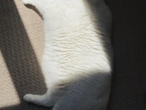 King-duncan Fat-cat Cat Fluffy White