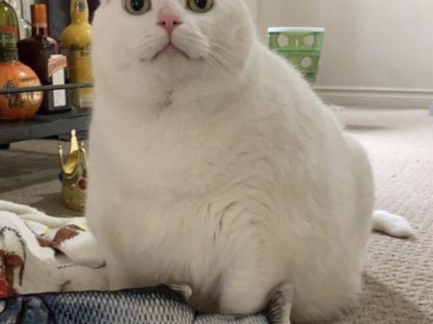 King-duncan Fat-cat Cat Glance Pet