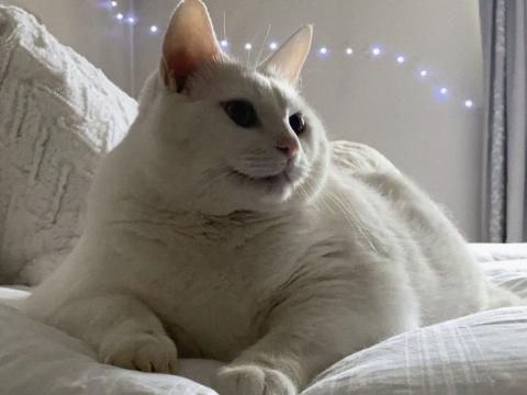 King-duncan Fat-cat Cat Glance Pet White