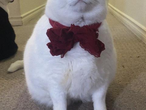 King-duncan Fat-cat Cat Glance White