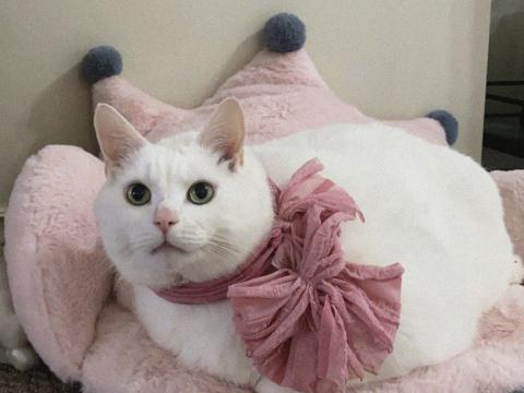 King-duncan Fat-cat Cat Pet Glance White