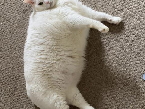 King-duncan Fat-cat Cat Pet White