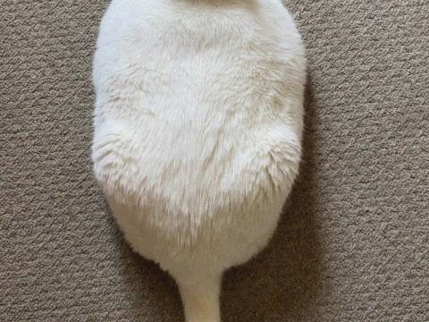 King-duncan Fat-cat Cat Tail White