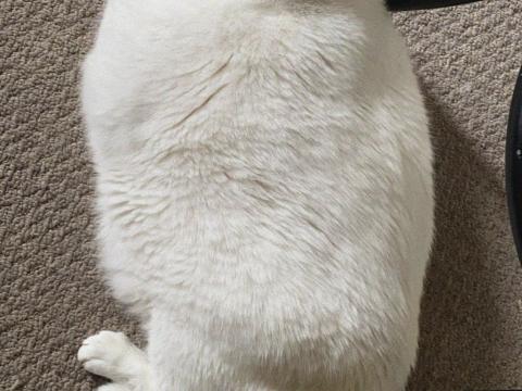 King-duncan Fat-cat Cat White