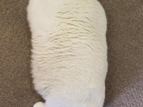 King-duncan Fat-cat Cat White Pet