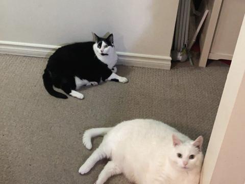King-duncan Fat-cats Cats Pets Animals