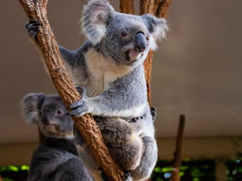 Koala Animal Glance Branches