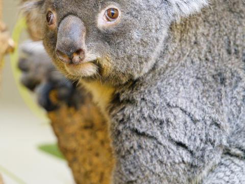 Koala Animal Glance Tree