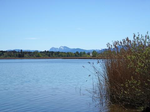 Lake Reeds Nature Landscape