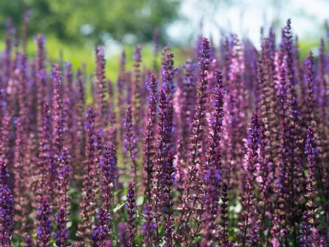 Lavender Flowers Plant Field Purple Macro