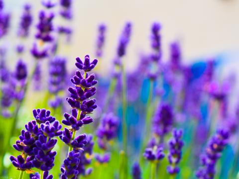 Lavender Flowers Plants Purple Macro