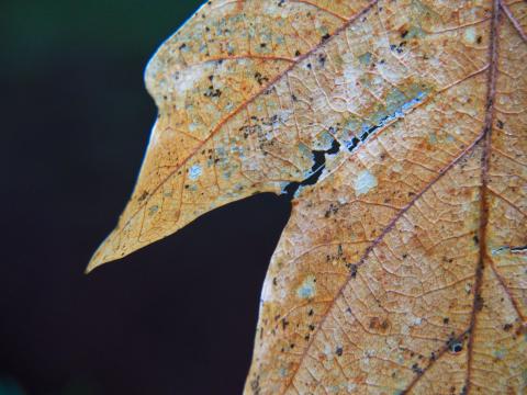 Leaf Dry Autumn Macro