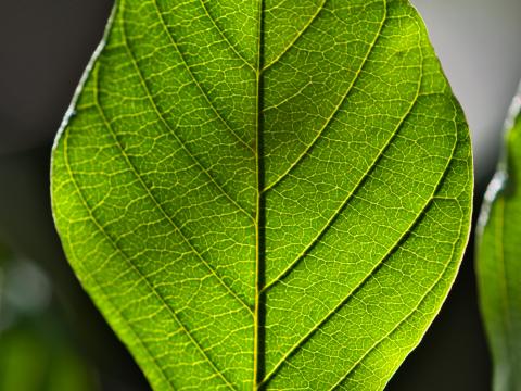 Leaf Green Macro Veins