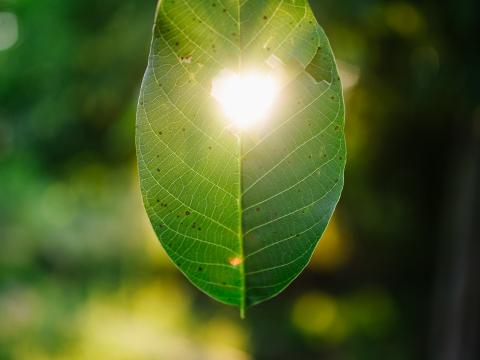 Leaf Heart Light Macro