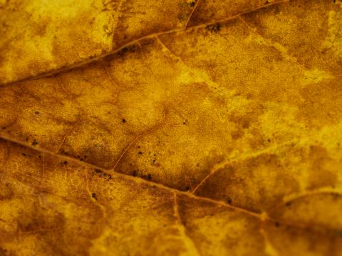 Leaf Veins Autumn Macro Yellow