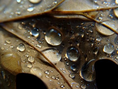 Leaf Veins Drops Wet Macro
