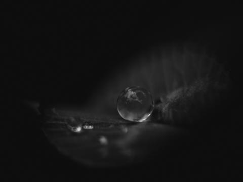 Leaf Water Drop Macro Black-and-white Black