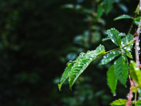 Leaves Branch Drops Wet Macro Green