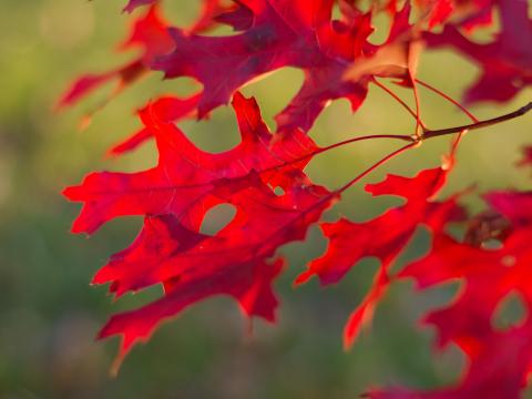 Leaves Branch Red Autumn Macro