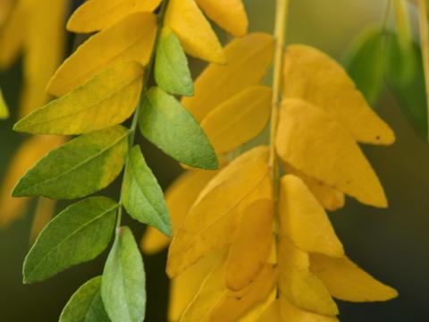Leaves Branches Yellow Green Macro