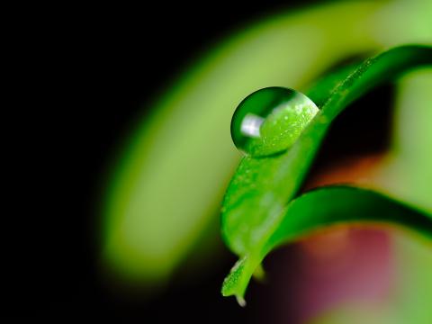 Leaves Drop Macro Green