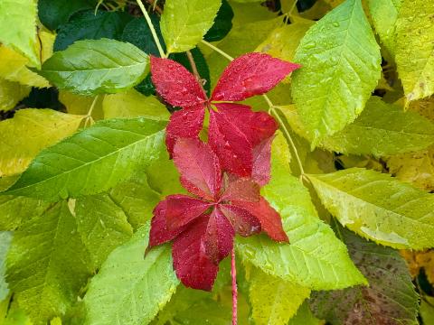 Leaves Drops Wet Macro Red Green