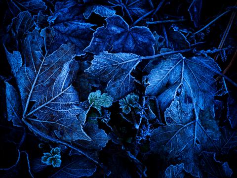 Leaves Frost Blue Macro Dark