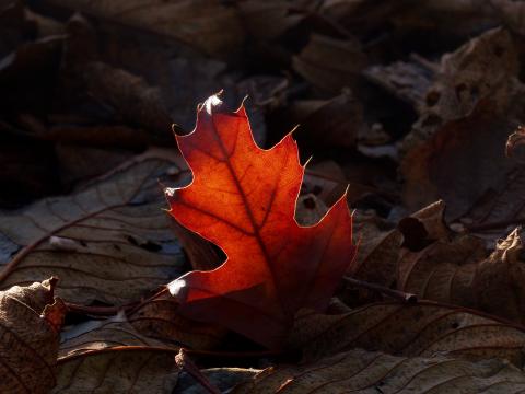 Leaves Light Autumn Macro