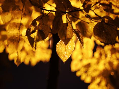 Leaves Light Yellow Macro Autumn