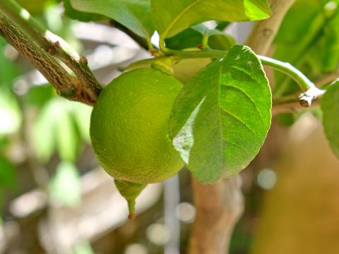 Lemon Citrus Fruit Leaves Branch Macro Green