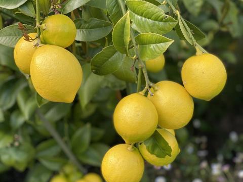 Lemons Citrus Branches Leaves Macro