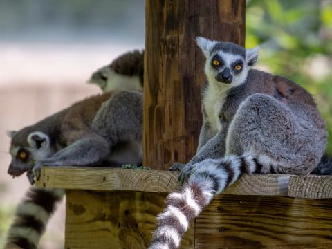 Lemur Animal Glance