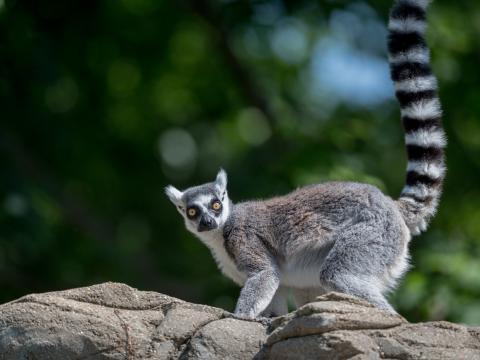 Lemur Animal Glance Funny