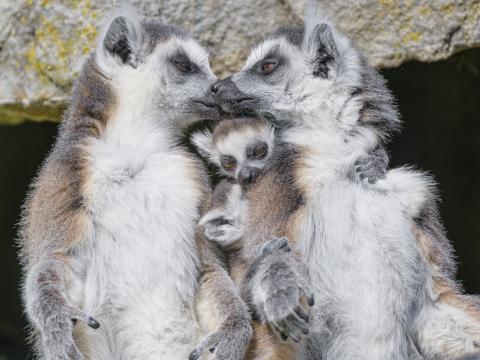 Lemurs Animals Family Love