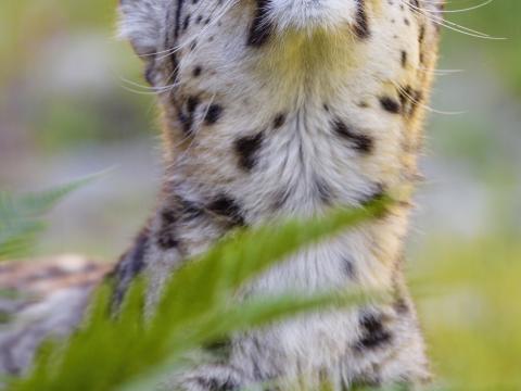Leopard Animal Relax Big-cat