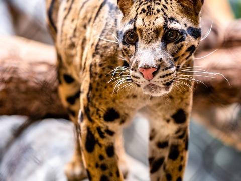 Leopard Glance Animal Predator Big-cat