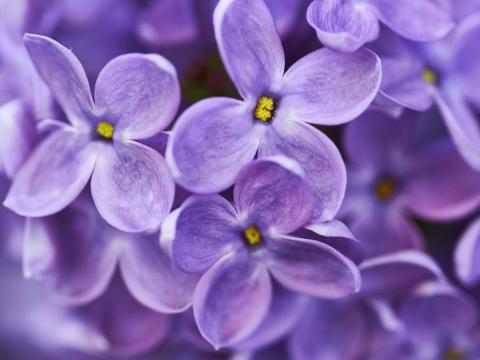 Lilac Flowers Purple Macro