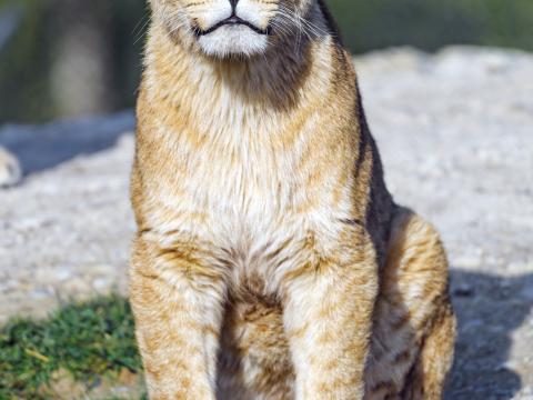 Lion-cub Lion Animal Big-cat